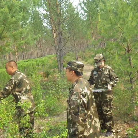 图强林业局开展母树林病虫害调查工作