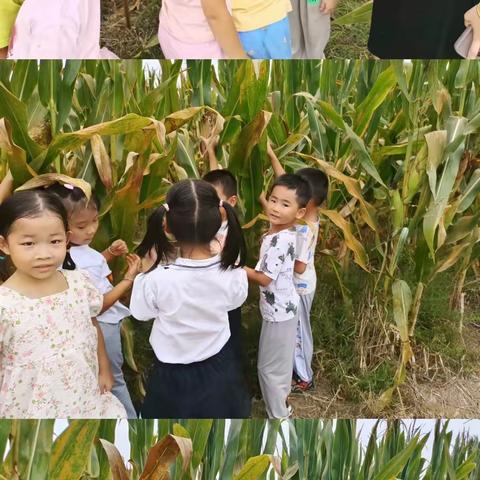 走进田间地头🌽尽享丰收喜悦——太保庄街道中心幼儿园秋季研学活动