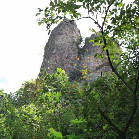 金秋  金山  金凤凰（三）