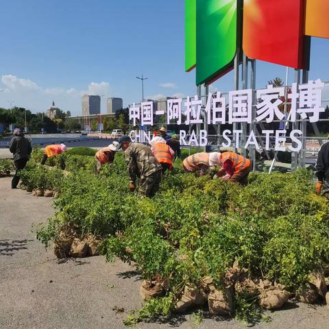 长城中路管理站2023菊花展摆顺利完成