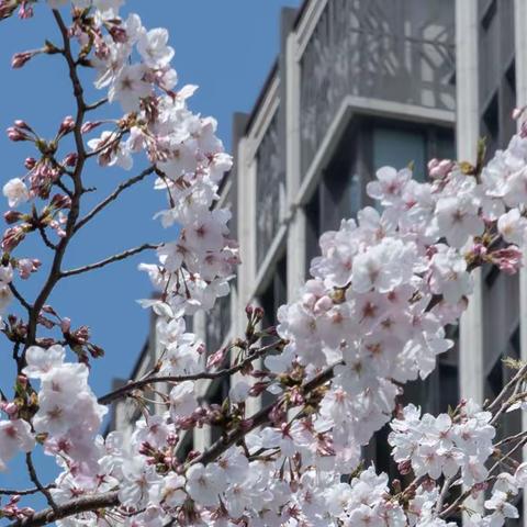 相遇樱花     拥抱春光