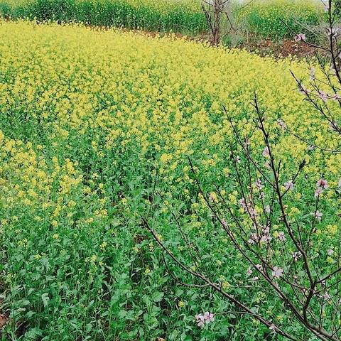 鸟语花香 踏青趣﻿