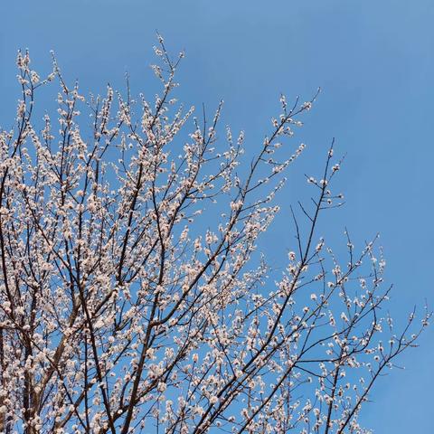 花开花落花满地，春来春去春无声。