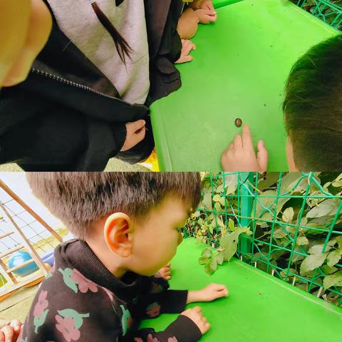 峰江街道小精灵幼儿园中班段《多彩的秋天》主题活动