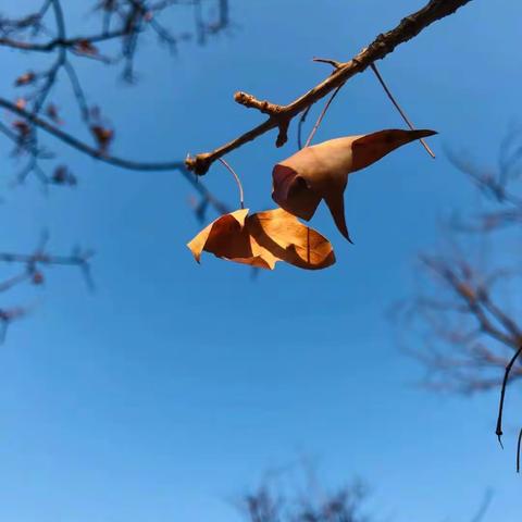 “研”途有光，“语”你共赏——逻岗镇初级中学语文组举行“同课异构”听评课活动