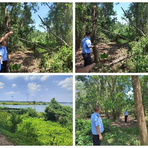 海口市综合行政执法局龙华分局农林行政执法大队工作汇报（2023年5月30日）