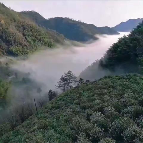 又到一年茶香四溢时……