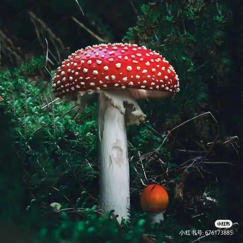 《珍爱生命，远离毒蘑菇》