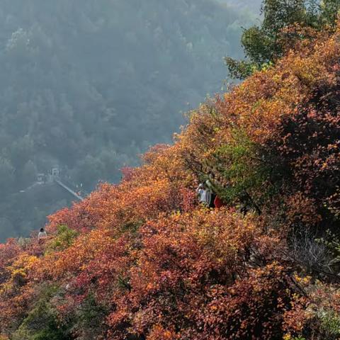 “探娲皇谷秋韵，绘就红叶之美”——邵原镇花园小学研学活动纪实