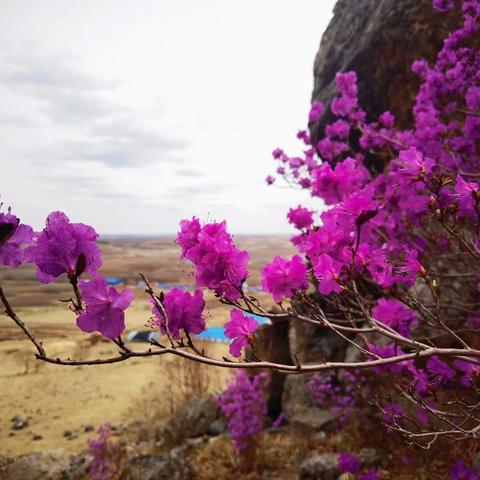 杜鹃花事