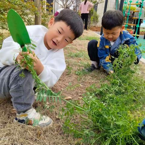 播种希望 乐享成长  兴城中心幼儿园大一班种植记