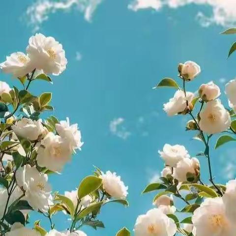 鸿景雅苑客户服务中心 ﻿2026年1月工作汇报