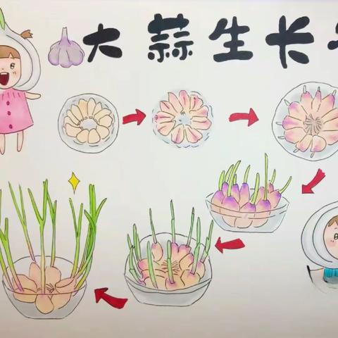 【青年·学研】观有所得，学有所获———观察日记之水培大蒜