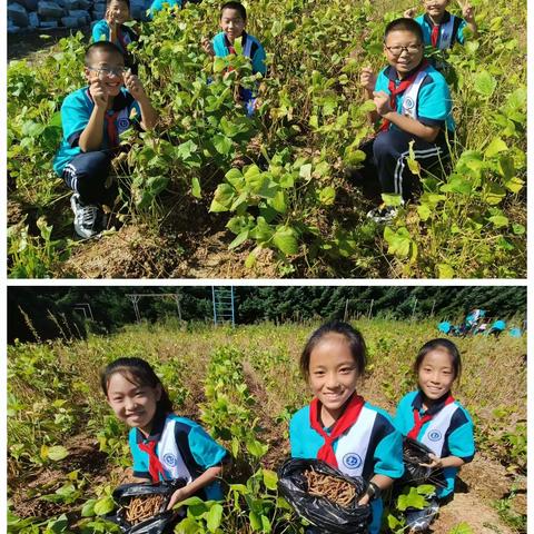 新站镇中心小学"体验劳动之乐，传承劳动之美"红色劳动实践基地践行活动简报