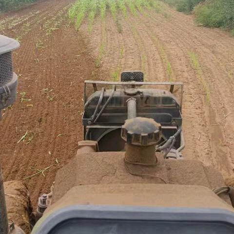 抢抓雨后墒情改种   推进农业生产自救