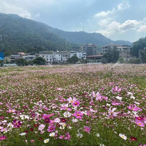 永泰县花海景观建设初见成效