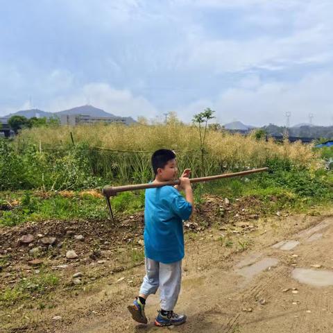 种植小行家 勤劳能干棒棒哒——缙云县第二实验小学教育集团309班劳动实践成果展