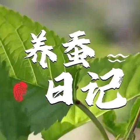 “蚕”绕童心，美好相遇 ——楚萌阅江幼儿园 小一班养蚕记