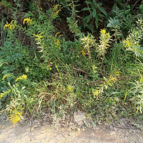 积极开展一枝黄花治理，保护本地植物生长