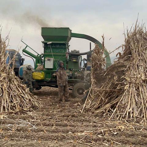 哈达镇秸秆清理行动进行时