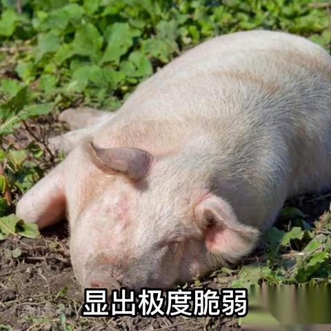 米娜聊养猪的文章