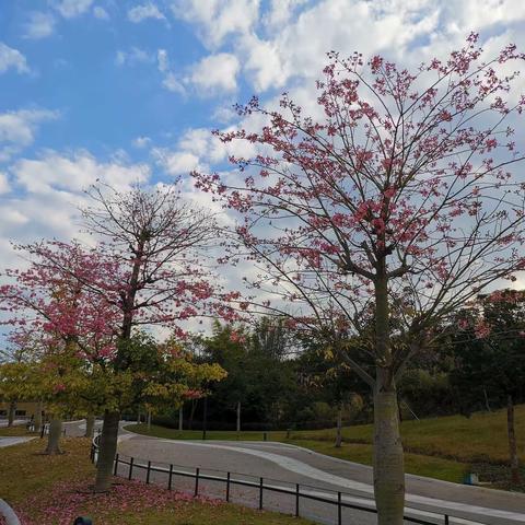 华保盛服务管理集团广西老年大学物业服务中心2023年11月工作月报