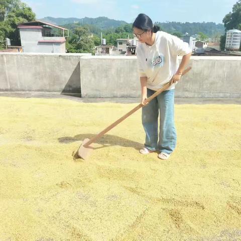 相约金秋，劳动最美 ——山心二中2206班劳动实践活动