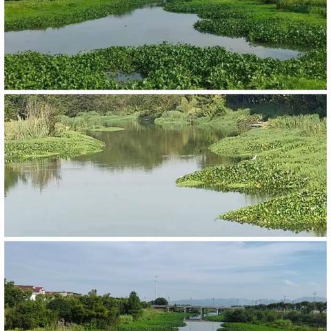 清理河道恶霸——水葫芦