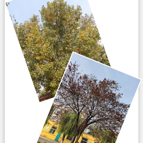 金秋为序 共度美好—— ‍午汲中心学校第七周值周总结