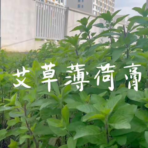 芦溪镇第二中心幼儿园中一班——艾草薄荷膏