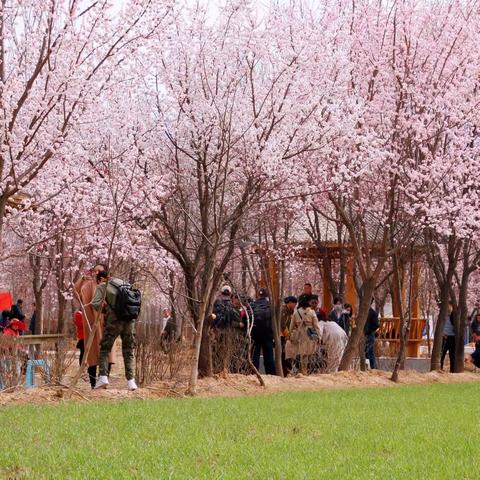 【相约天上黄河﹒遇见杏花朵朵】— 倒计时！2023年山水化隆第七届杏花文化艺术周 即将盛大开幕！