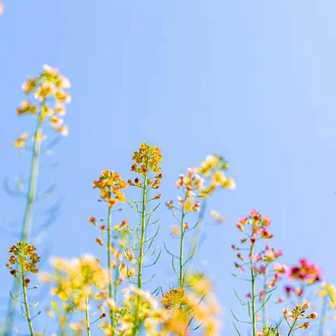 诗意春风话教研  凝心聚力行致远——襄垣县小学语文学科组大教研活动纪实