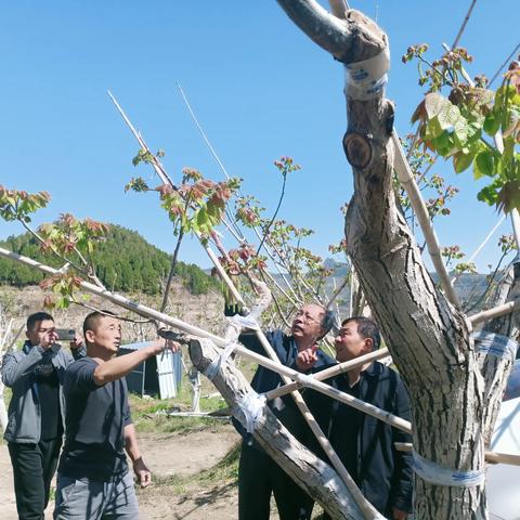 郑兆亮带领市林果技术推广和产业服务中心到南部山区调研林果产业发展情况