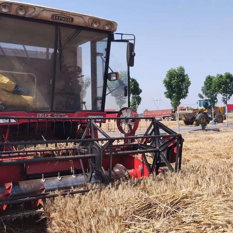 濮阳市夏收全面告捷