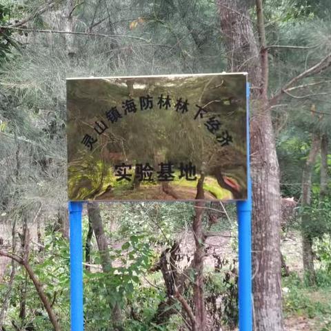 灵山镇海防林林下经济实验基地在大昌村成立