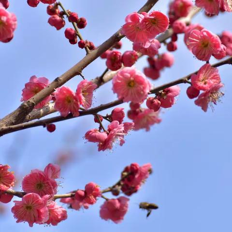 “经络现象”与“气感”的 现代医学解释