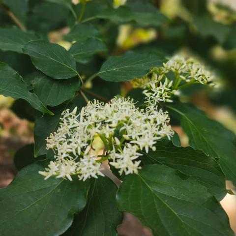 汗水与欢笑交织的成长之旅 ——孙集二中八年级五一实践风采展示