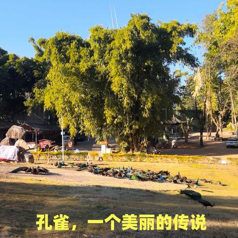 孔雀，一个美丽的传说