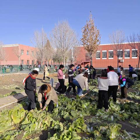 共享劳动丰收果——49团学校四年级组采摘活动