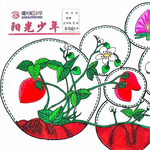 【曙三•育见】“双争活动进行时——我与植物一起成长