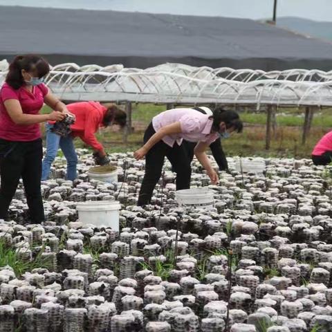 【铸牢中华民族共同体意识】扎赉特旗阿尔本格勒镇珠日根嘎查：“双引双带”擘画乡村产业振兴新蓝图
