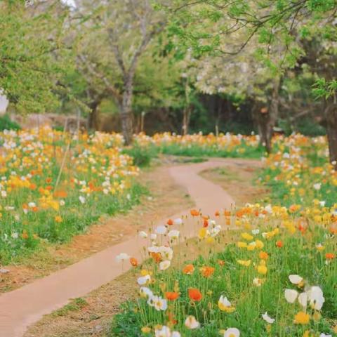 【春日物语，拈花拾趣】 ——官渡区第五幼儿园幸福城校区名花谷春游活动