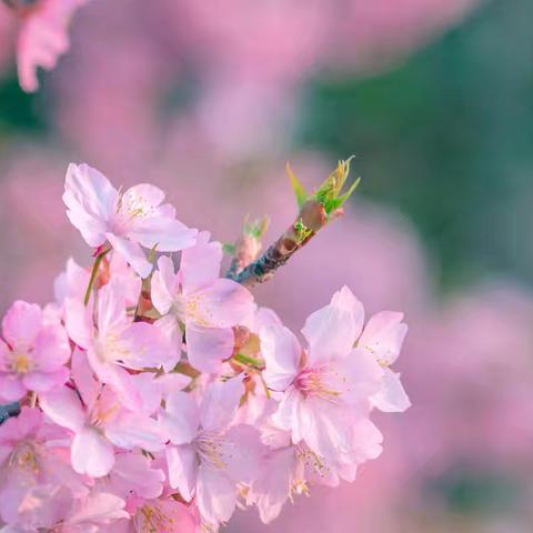 金色旋律 银龄颂歌