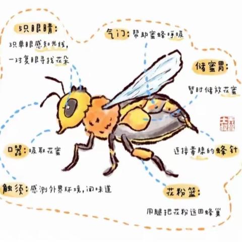 科学日：“蜜蜂”