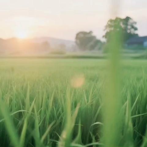 阿城区分公司2025徒步活动完美谢幕