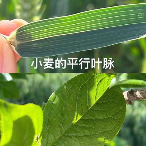 观察身边生物，培养探究精神——南蒲街道中心学校双减美篇