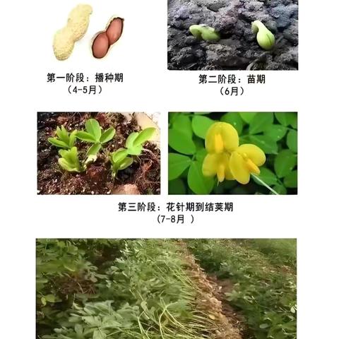 花生奇遇记——李阁镇中心幼儿园收花生🥜日记