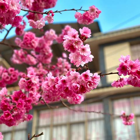 春暖花开—皎平渡红军小学上学路的一抹樱花红