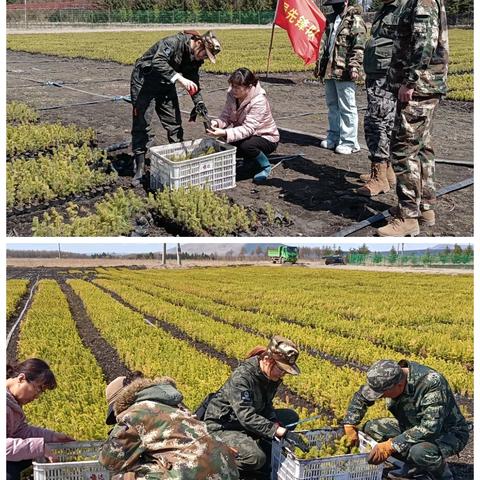 库都尔森工公司森林经营中心严把春季造林“苗木”质量关