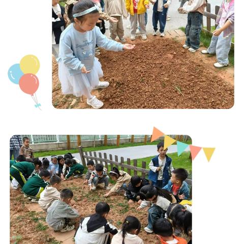 《春日萝卜丰收记》——芦溪镇第一中心幼儿园大五班种植故事